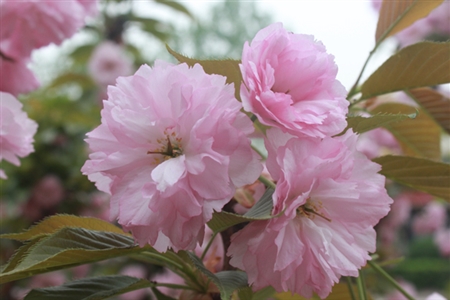 賞花何必遠行，邊走邊看，聽城區(qū)花開的聲音